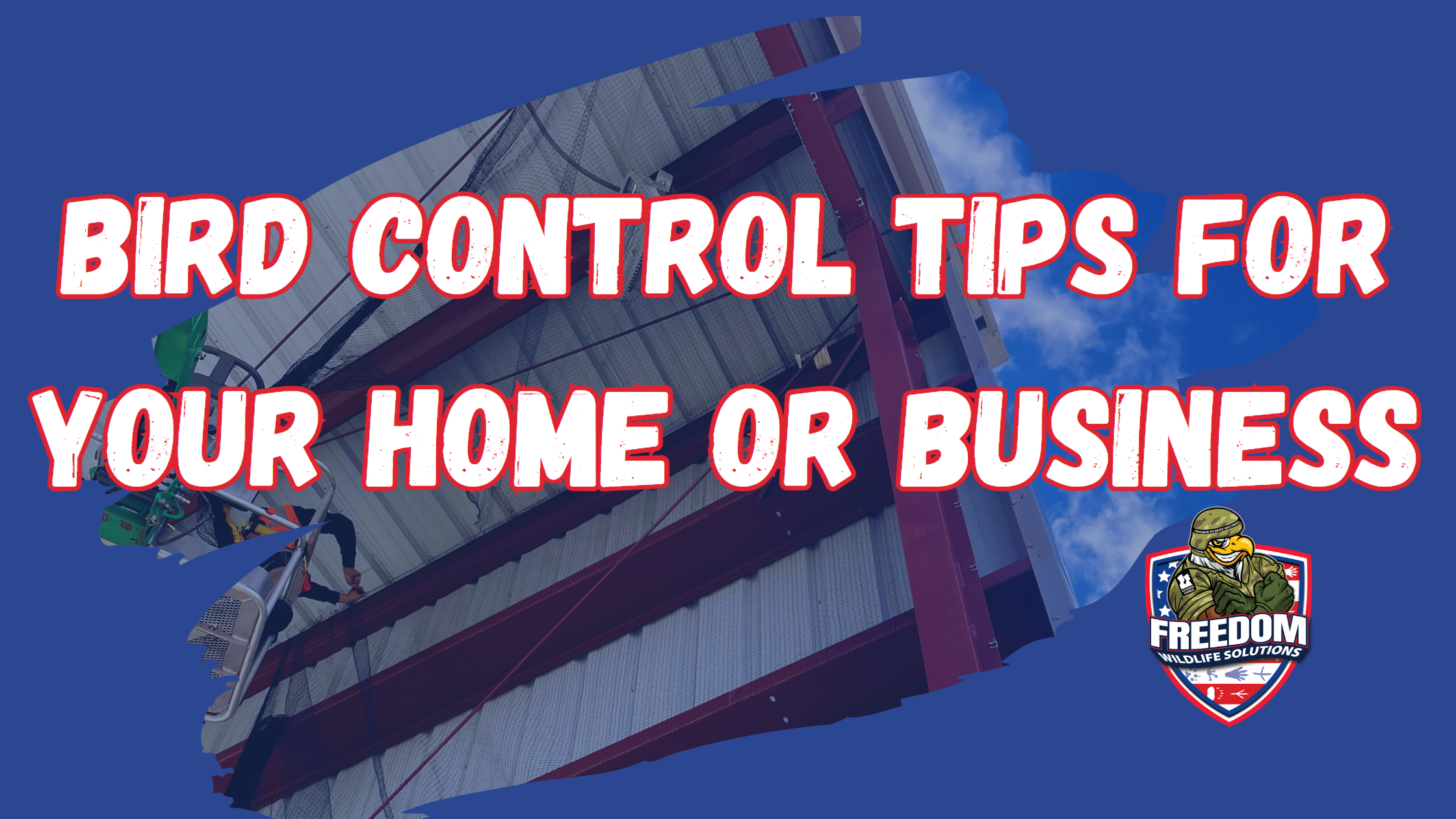bird control for home