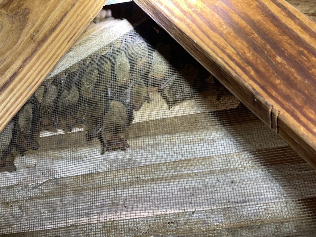 Bats In Your Home