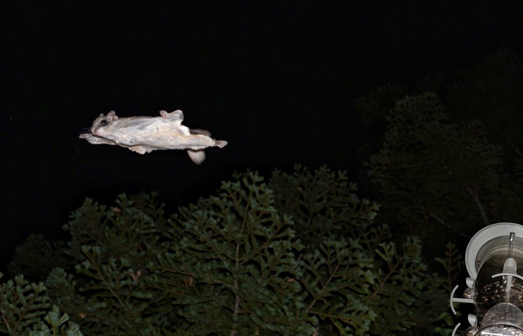 Flying Squirrel Removal Near Me