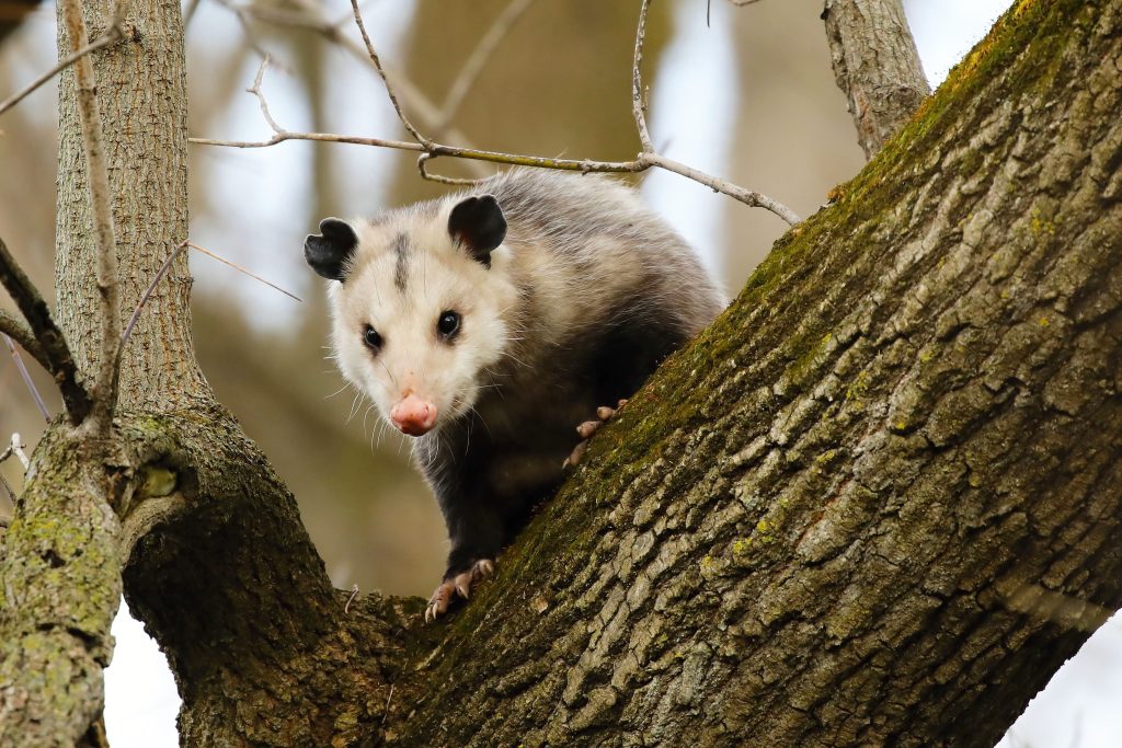 Are Opossums Dangerous?