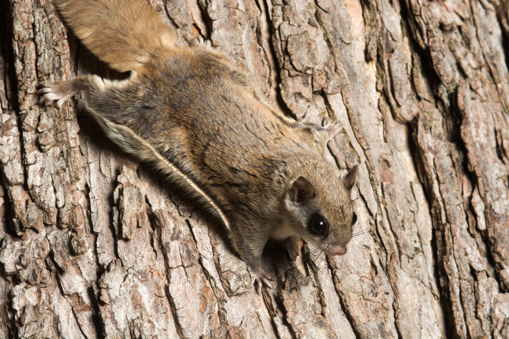 Flying Squirrel Removal