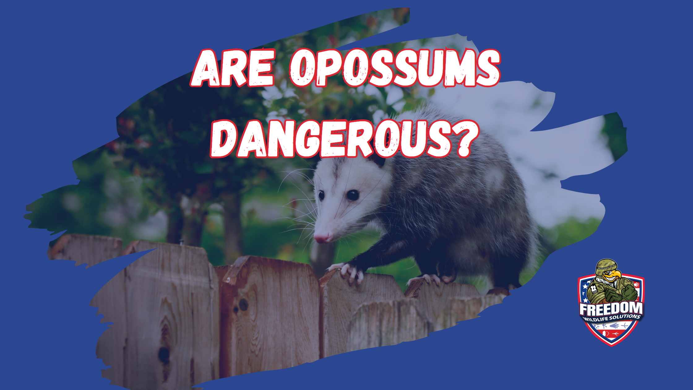 Are possums dangerous