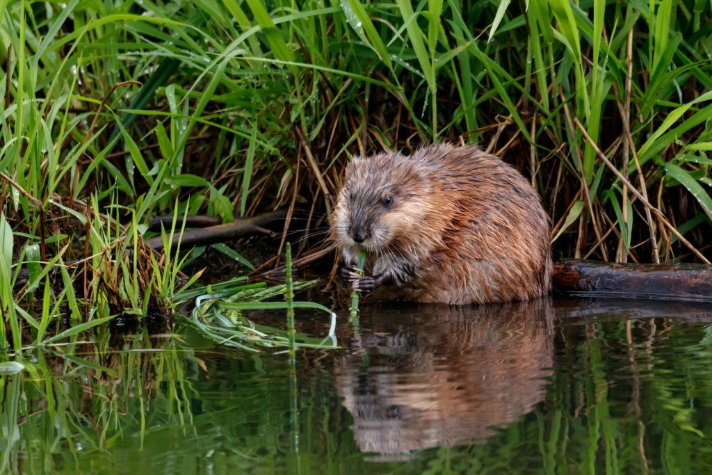 Muskrat trapping near me
