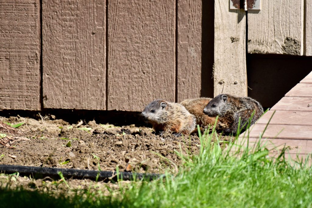 groundhog removal near me