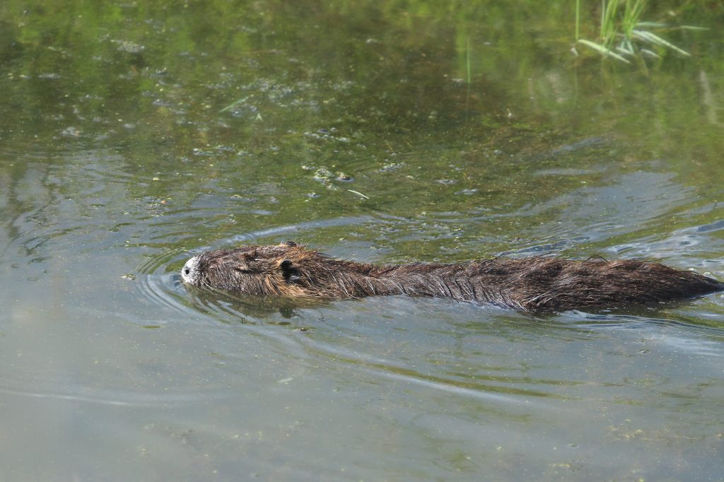 Get rid of nutria