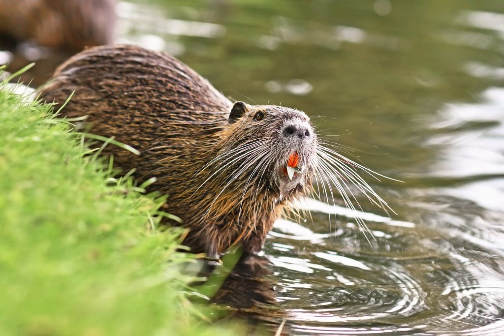 Nutria trapper near me
