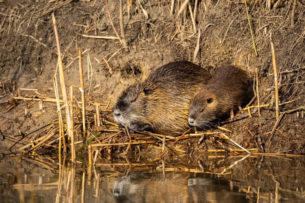 Nutria Removal Clayton