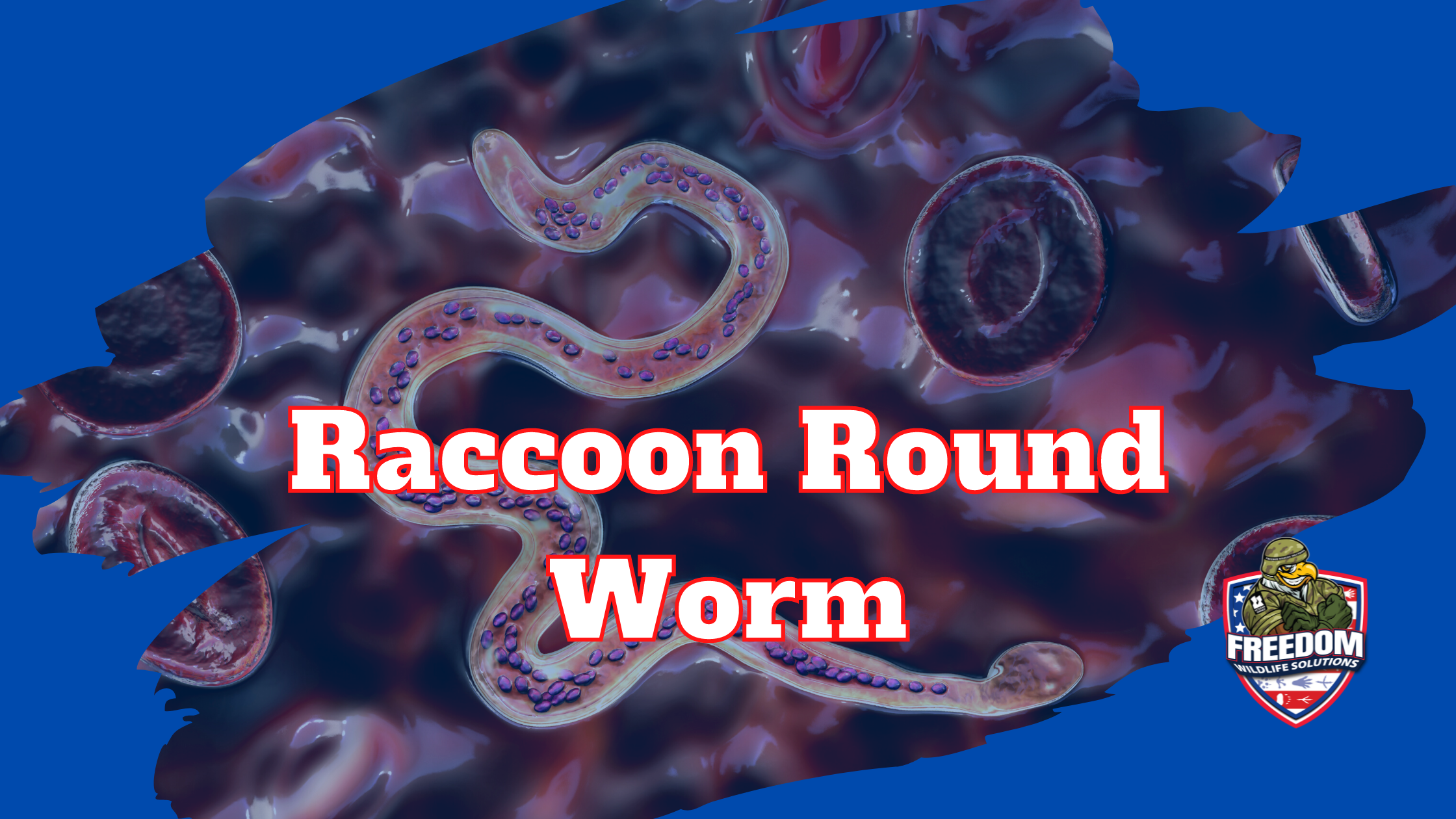 Raccoon Round Worm