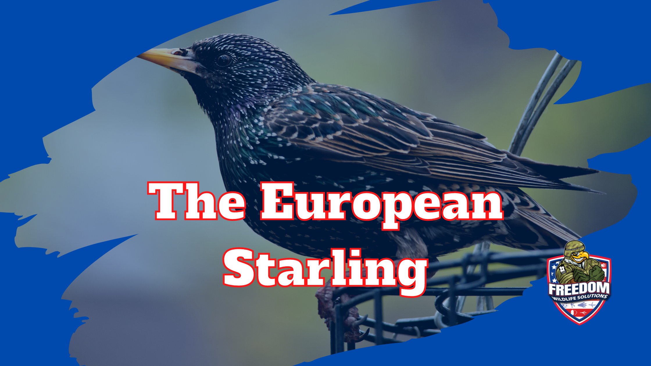 European Starling