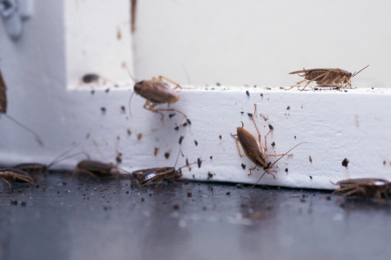 Roach Control Near Me