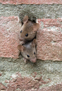 Rodent Control