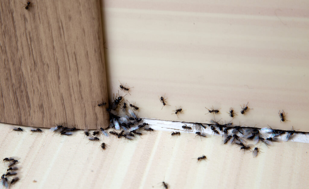 Ant Control