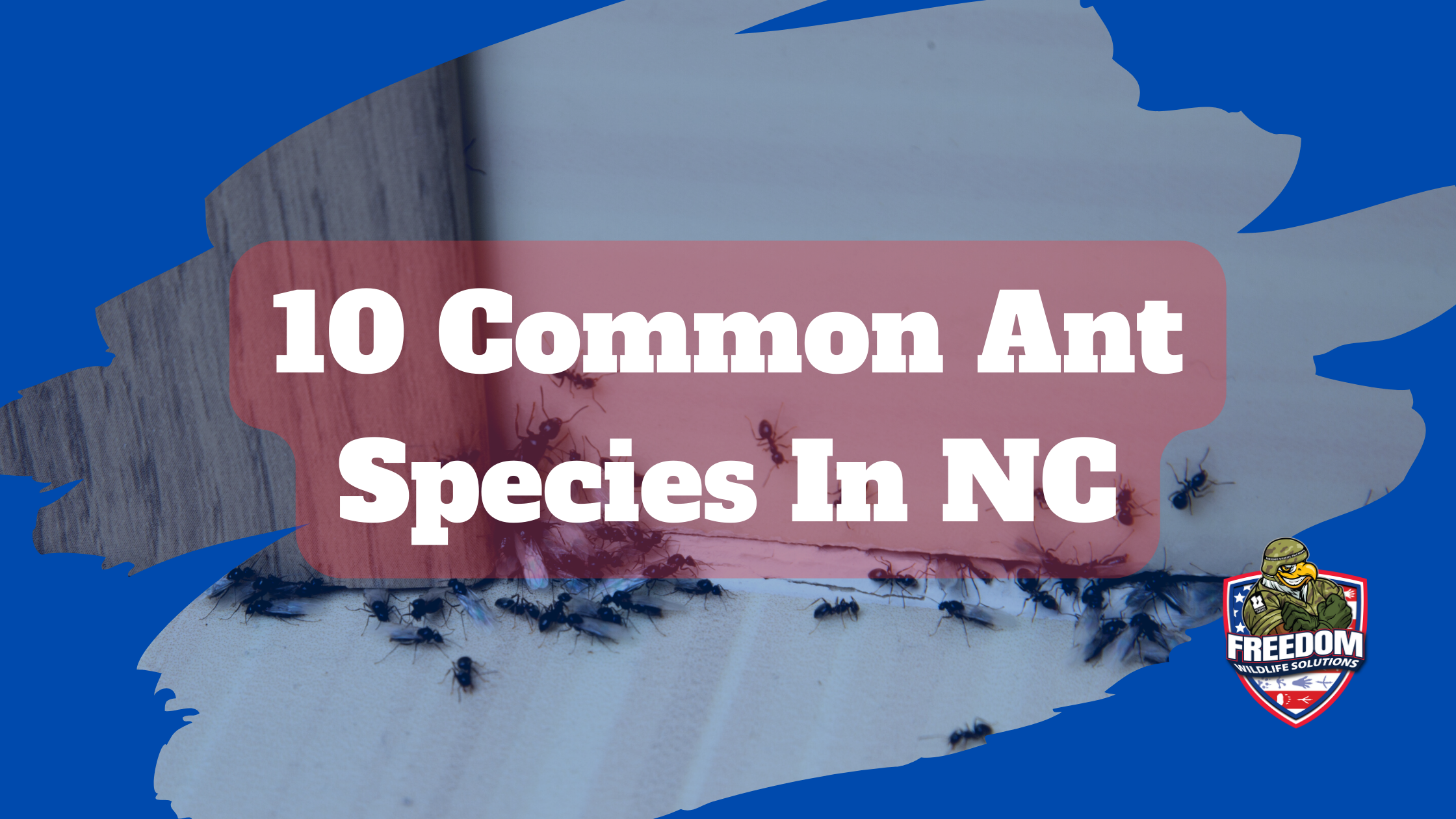 Ant Species