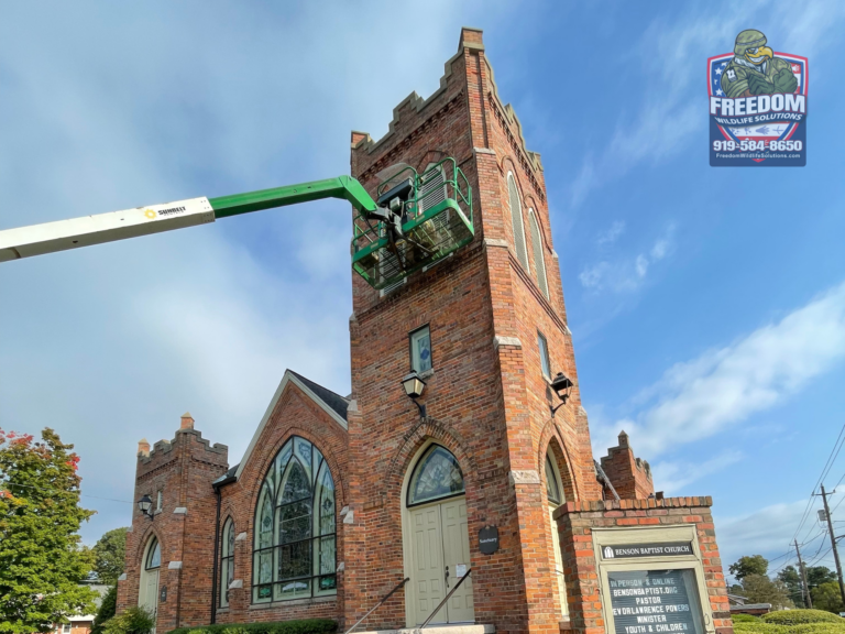 Bat Removal Benson NC