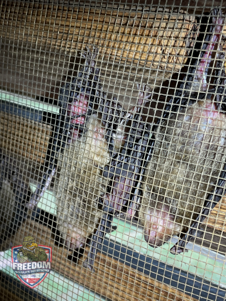 Bat with babies