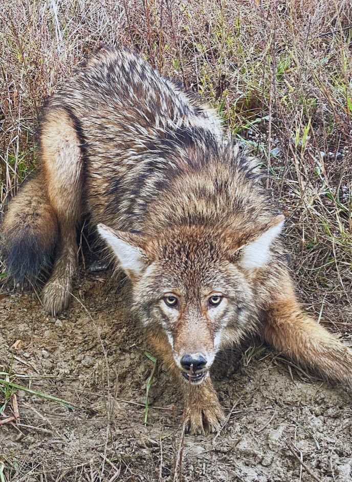 Coyote Trapping Near me