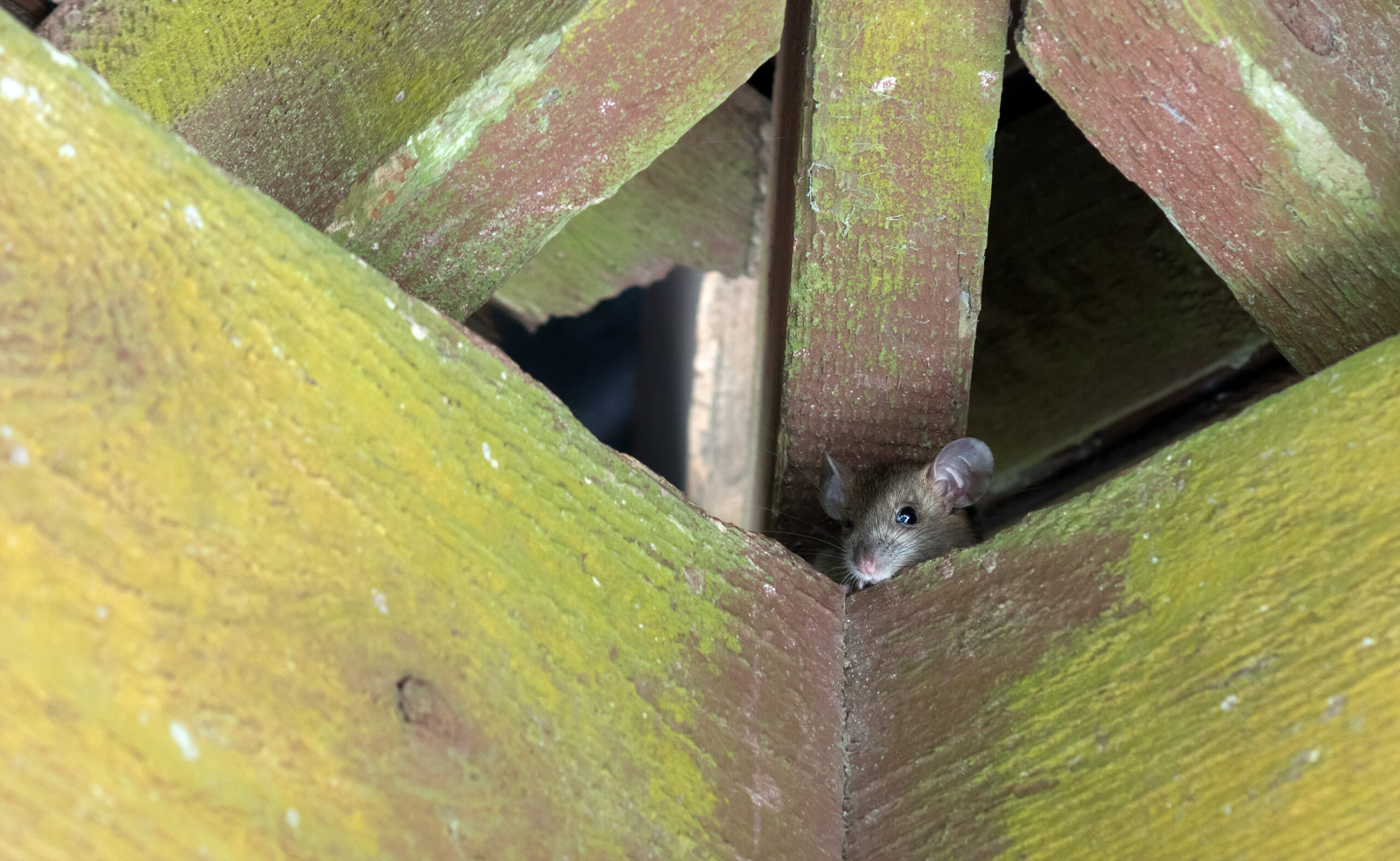 Rat proofing