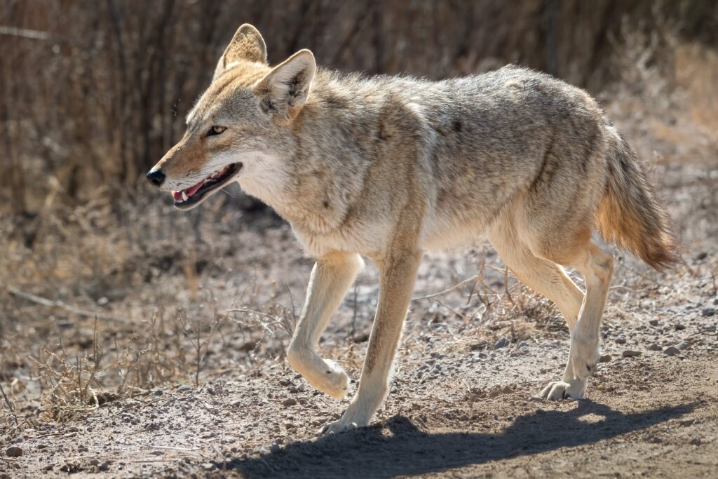 Coyote Trapping Service