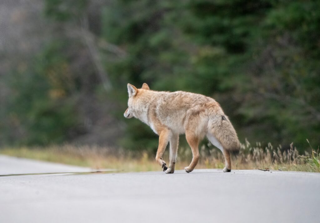 Coyote Removal Raleigh