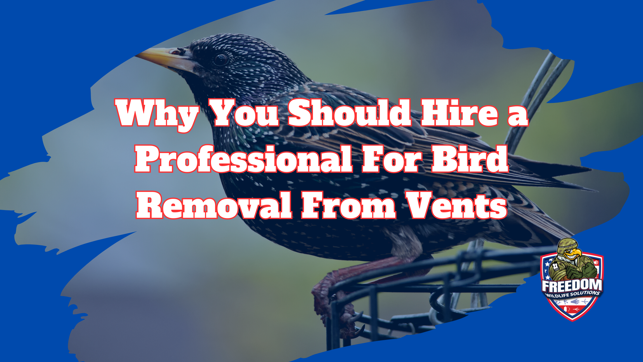 Bird Removal From Vents