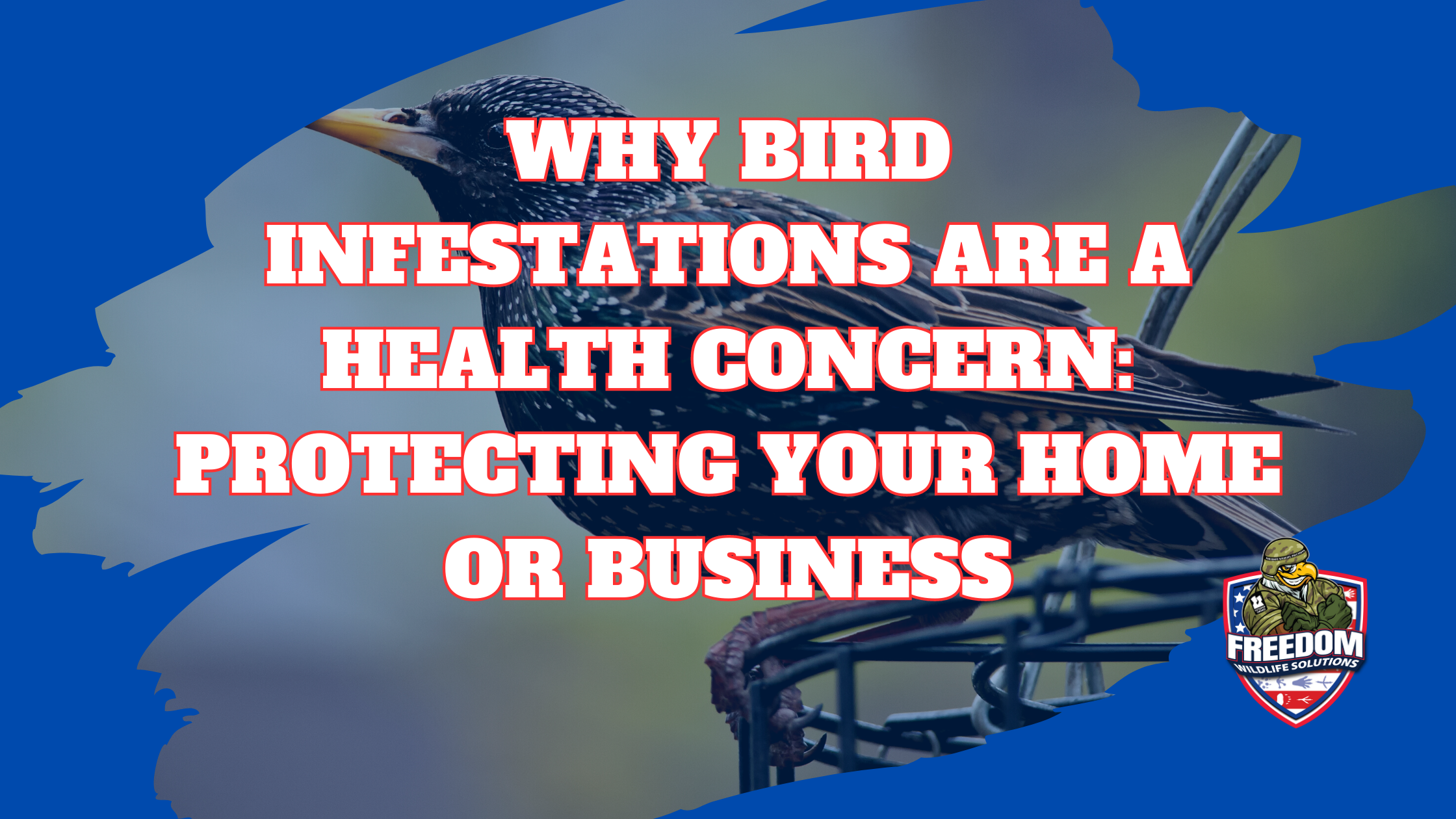 Bird Diseases