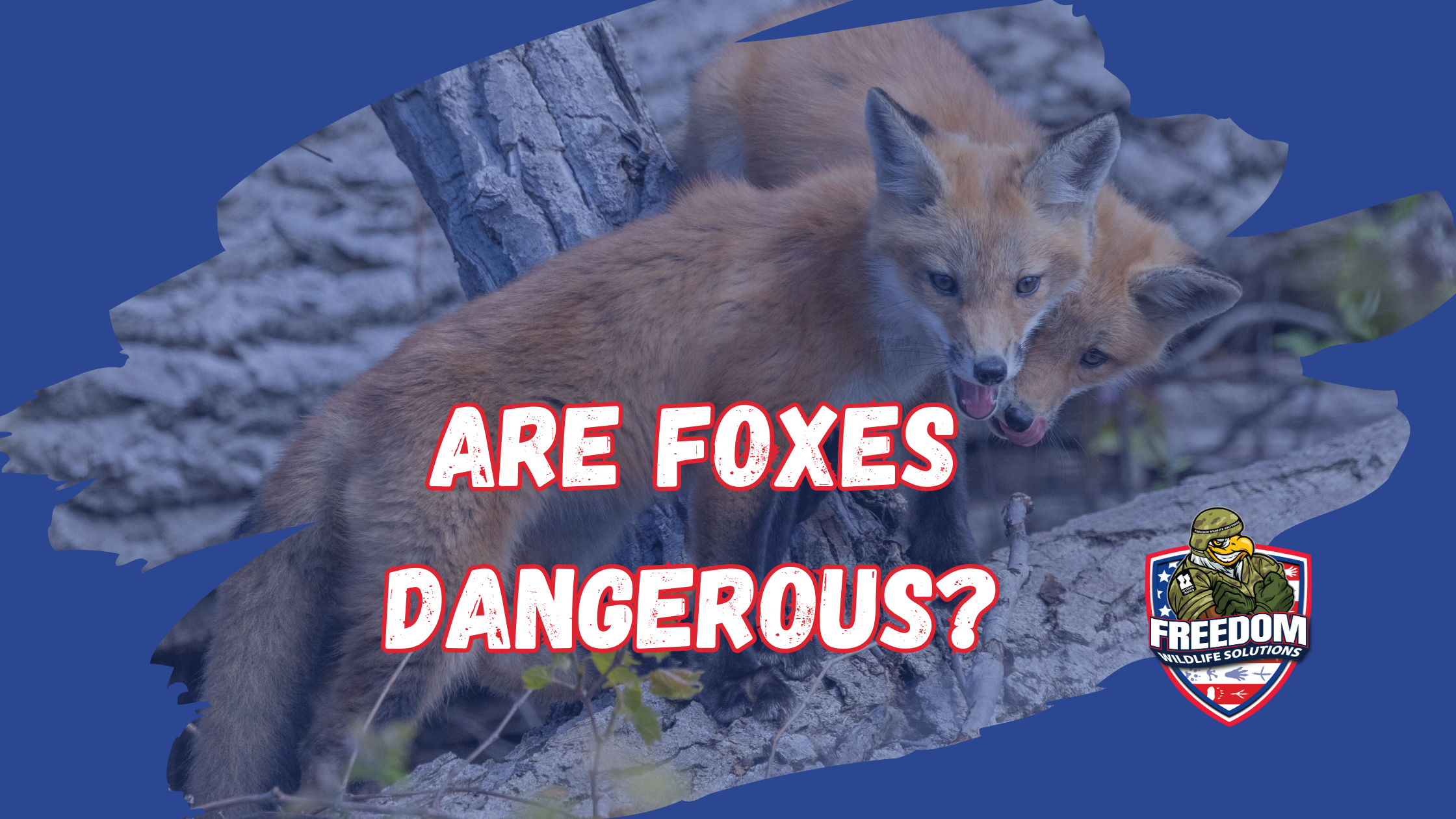 fox dangerous