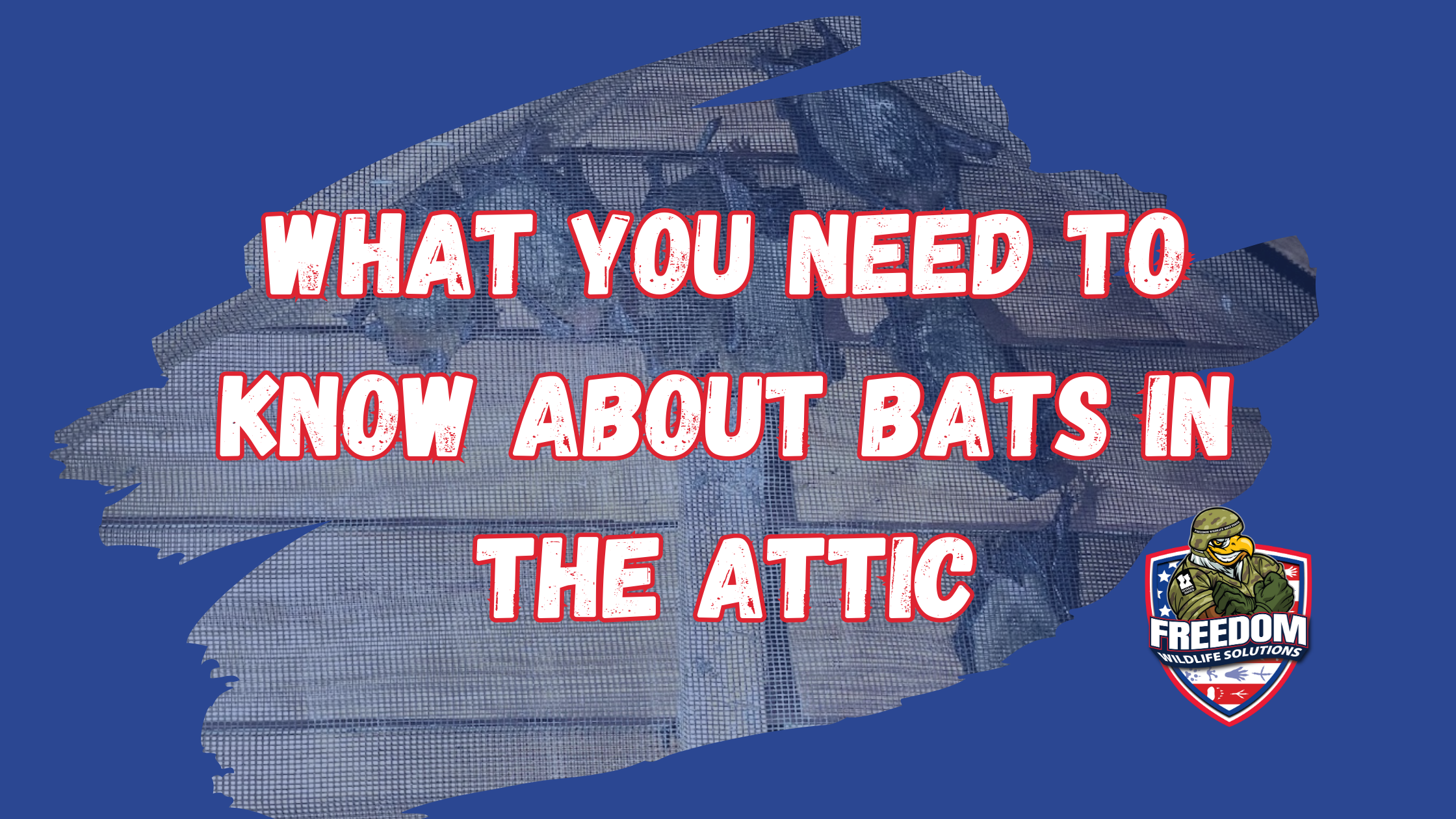 bat in the attic