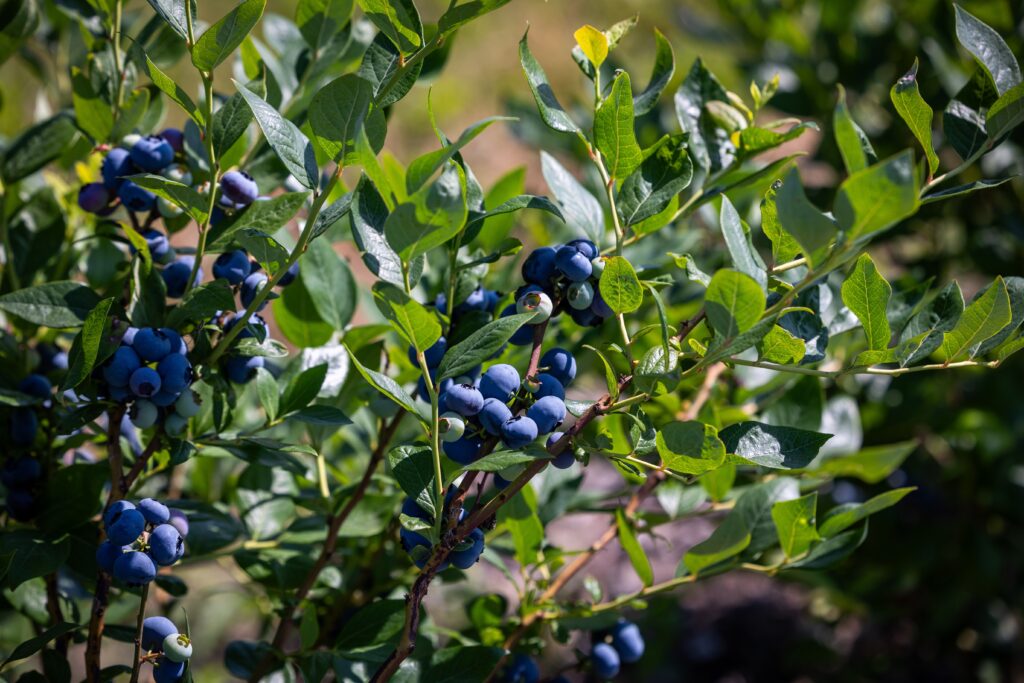 Bird control for blueberry and vineyards