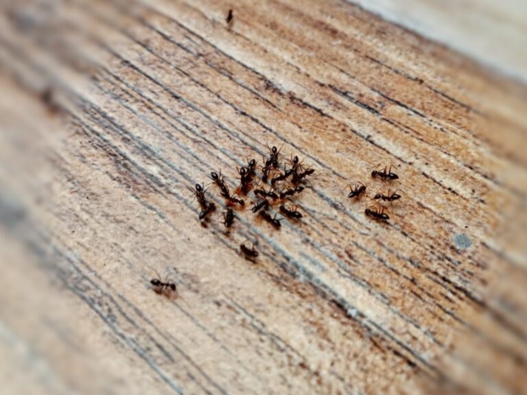 Ant Control Near Me