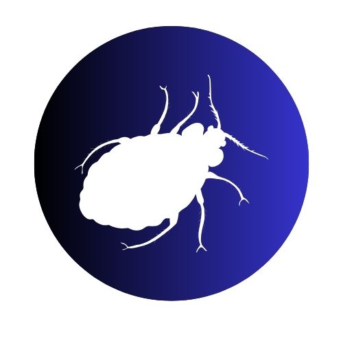 Bed Bugs