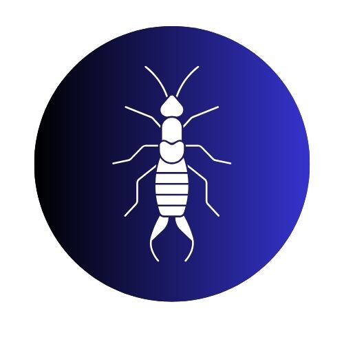 Earwigs