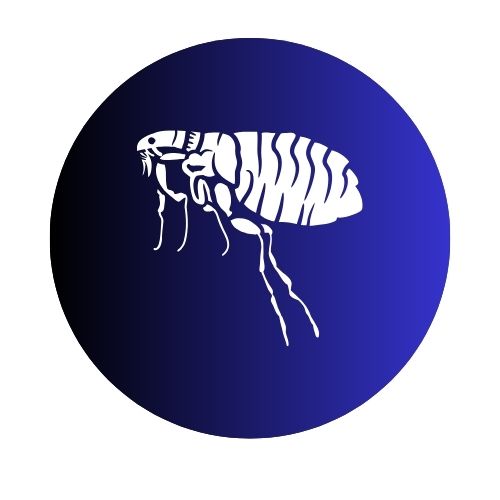 Fleas