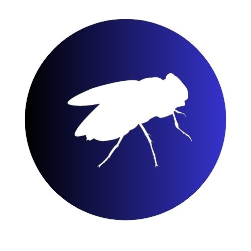 Flies