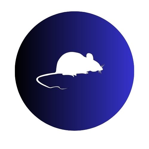 Rodents