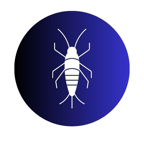 Silverfish