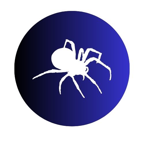 Spiders