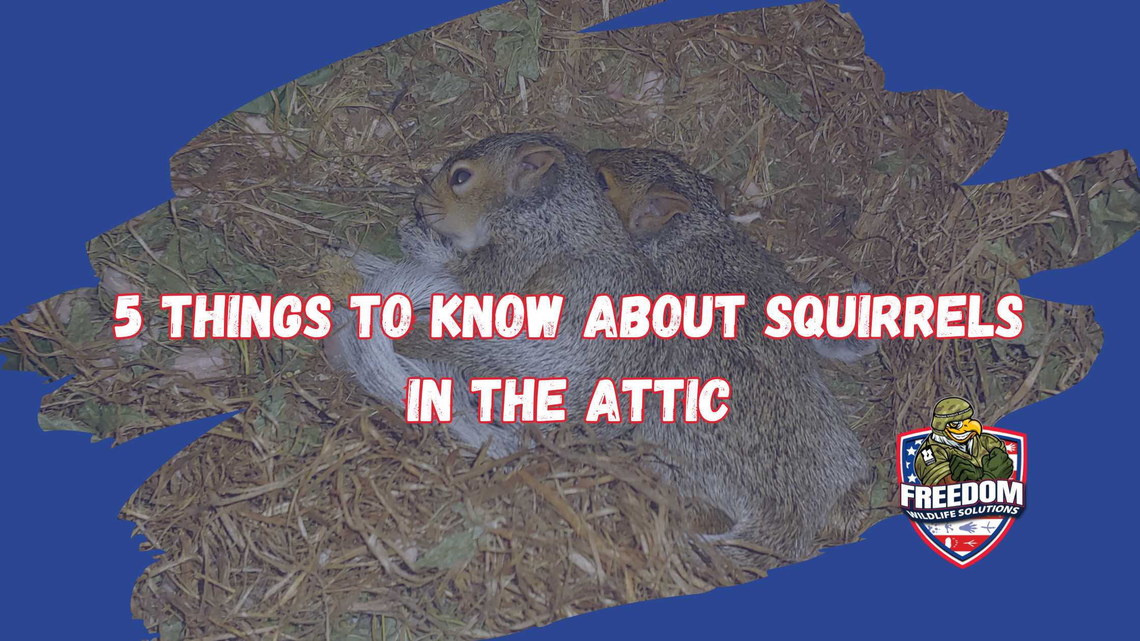 Get Rid Of Squirrels In The Attic
