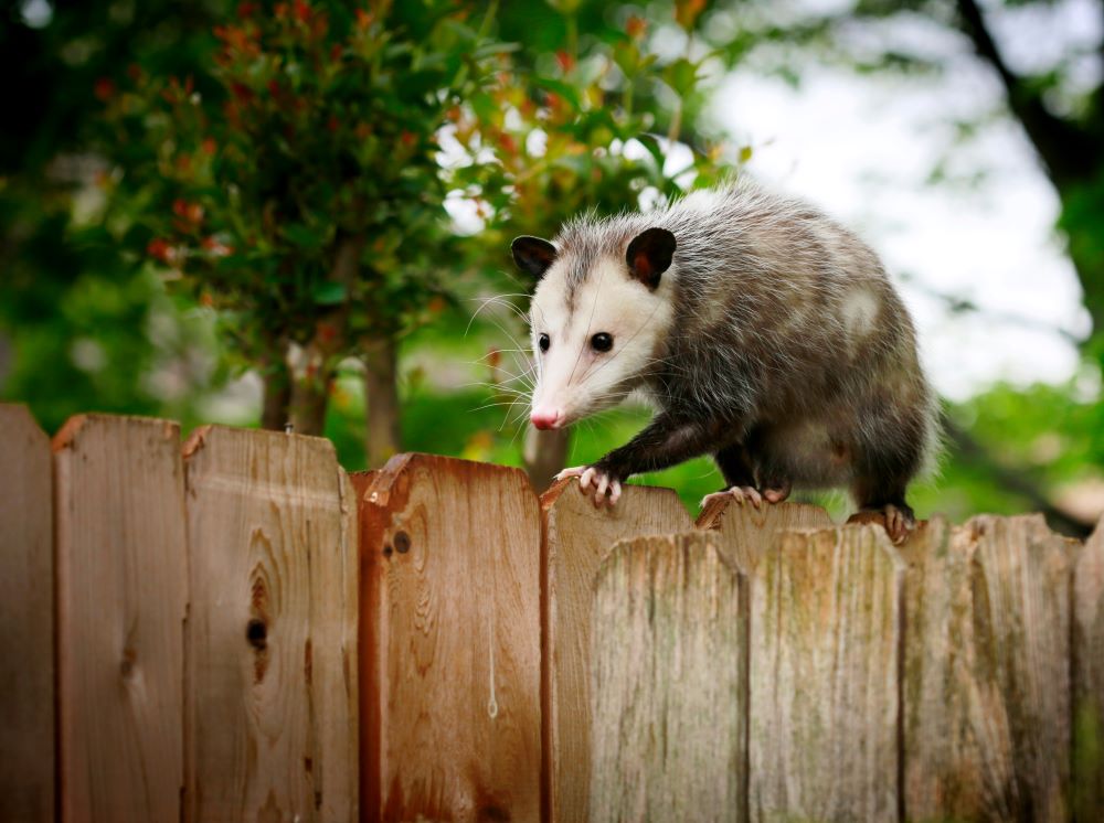 Do opossums get rabies?