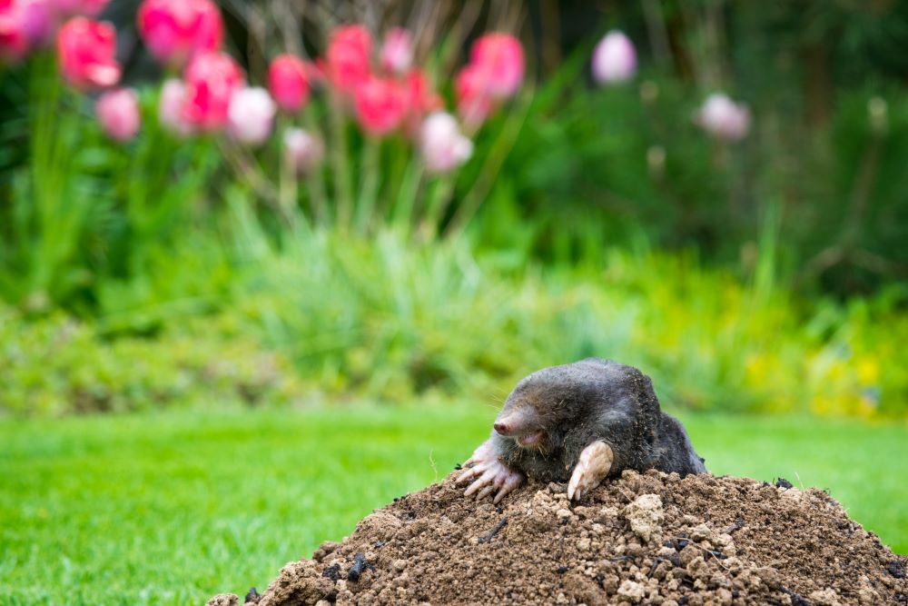 How to get rid of moles