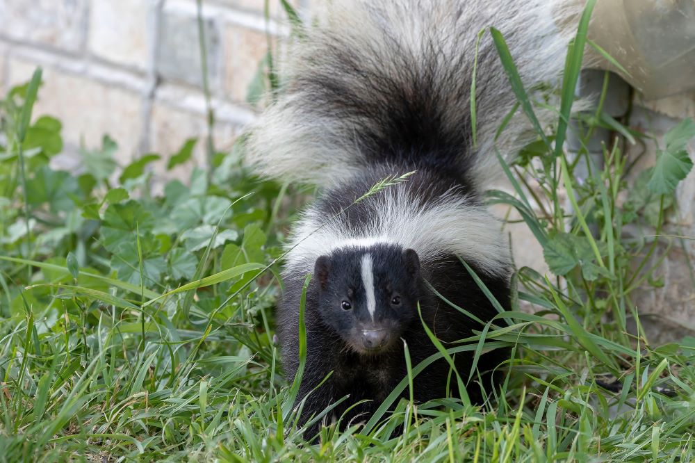 Skunk smell