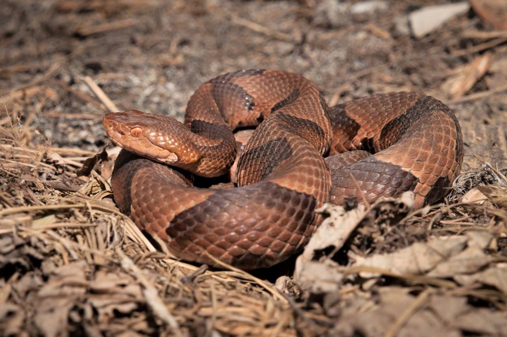 North Carolina Snakes