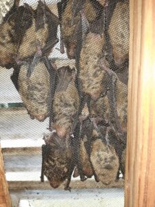 Bat infestation in home in raleigh nc