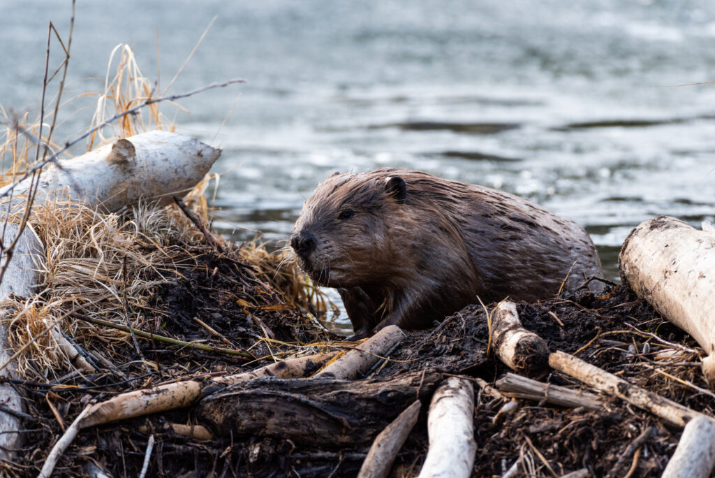 Beaver Trapping Near Me
