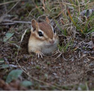 Chipmunk