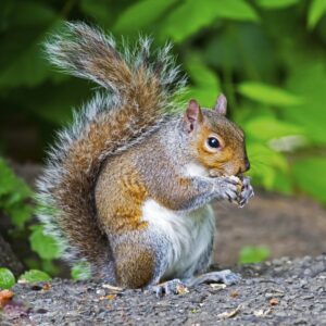 Gray Squirrel