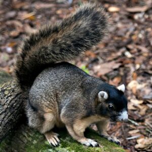 Fox Squirrel