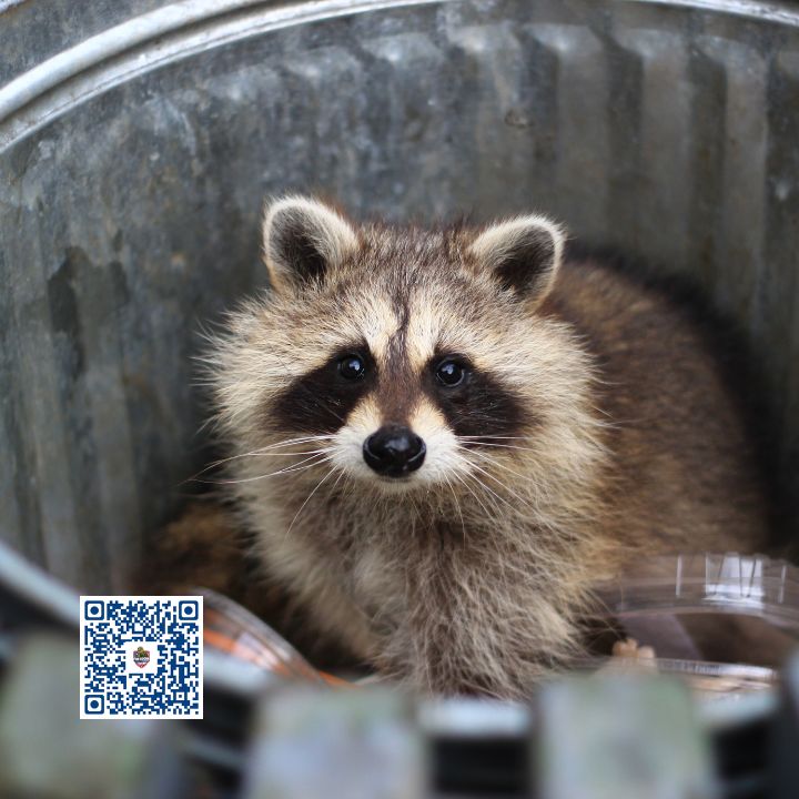How to get rid of raccoons