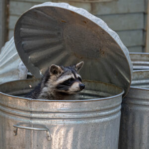 Raccoon Trapper
