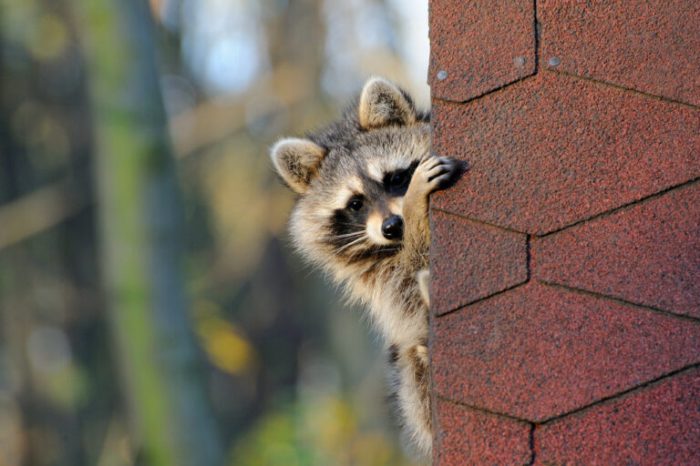 Raccoons in your attic trapper