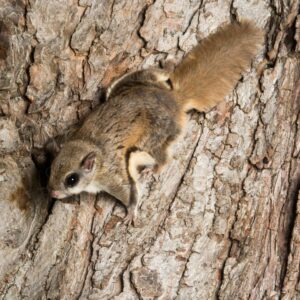 Flying Squirrel